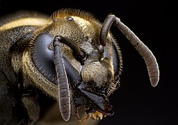 Brachygastra-MexicanHoneyWasp.jpg