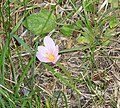 Colchicum alpinum