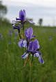 Iris sibirica Germany NSG Eriskircher Ried