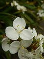 Libertia chilensis (Iridaceae)