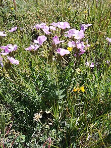 Linum viscosum 44926274.jpg