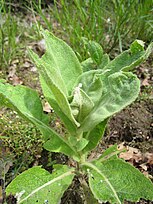 Young plant; Reilingen, Rhein-Neckar-Kreis, Deutschland