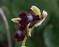 Ophrys insectifera Lietuva