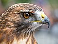 Image 67Red-tailed hawk rescue