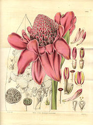 Etlingera elatior (as syn Alpinia magnifica) Illustration in: "Curtis's Botanical magazine", vol. 59 (N.S. 6) pl. 3192