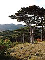 Pinus nigra subsp. nigra Mödling, Lower Austria