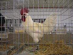 Gallo Sureño Blanco.jpg