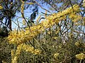 Hakea recurva