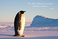 Penguin autograph from Samuel Blanc