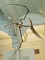 Pteranodon, National pterosaur of America