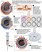 ReverseGeneticsFlu-su.svg