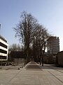 Trees at University of Liverpool