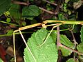 Eating a leaf of Rubus ulmifolius