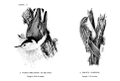 Sitta carolinensis (common: White-breasted Nuthatch) Plate 11, No. 1. in: Birdcraft, 1897