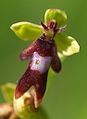 Ophrys insectifera