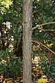 Bark, PAN Botanical Garden in Warsaw, Poland