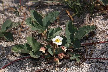 Fragaria virginiana