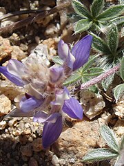 Lupinus breweri (Brewer's lupine)