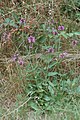 Stachys officinalis plant