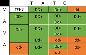 Система резус-фактор.jpg