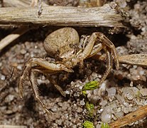 2014.03.09.-17-Kaefertaler Wald-Mannheim-Braune Krabbenspinne-Weibchen.jpg