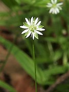 Stellaria fenzlii