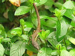 Takydromus sexlineatus (43793304145).jpg