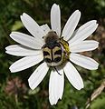 Trichius fasciatus - Pinselkäfer (Leventina)