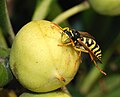 Image 103Male paper wasp