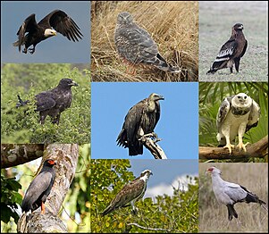 Birds of prey (Accipitriformes)