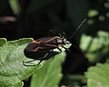 Capsodes infuscatus רך-כנף העירית