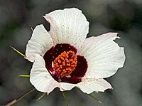 Hibiscus caesius