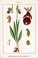 Ophrys insectifera (as syn. Ophrys muscifera) vol. 4 - plate 15 in: Jacob Sturm: Deutschlands Flora in Abbildungen (Orchidaceae) (1796)