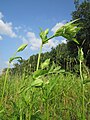 Cirsium oleraceum (Kohldistel)