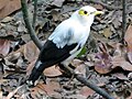 Black-winged Starling