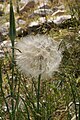 Goat's Beard