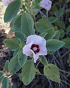 Gossypium sturtianum