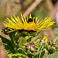 * Nomination Bombus on a Inula helenium. --C T Johansson 11:55, 6 September 2015 (UTC) * Promotion Good quality. --Laitche 13:52, 6 September 2015 (UTC)