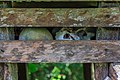 * Nomination Libang, Sabah: Close-up of the skull housing on the area of the abandonned village Libang. The skulls derive of the pengait kepala (head taking) tradition of that region. According to an inspcription, the heads were brought to this place April 20, 1961. --Cccefalon 12:03, 4 November 2014 (UTC) * Promotion  Support --Christian Ferrer 21:13, 9 November 2014 (UTC)