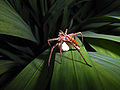 Female with eggcocoon