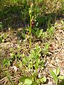 Ophrys insectifera Germany - Mosbach