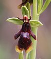 Ophrys insectifera Germany - Tauberland