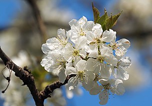 Prunus cerasus