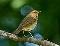 * Nomination Swainson's thrush in Prospect Park (Brooklyn, NY, USA) --Rhododendrites 17:25, 13 October 2022 (UTC) * Promotion Good quality. --Kritzolina 17:35, 13 October 2022 (UTC)