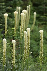 Xerophyllum tenax