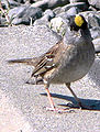 Baskett Slough National Wildlife Refuge