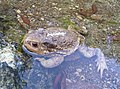 Bufo bufo spinosus