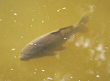 Carp, Cyprinidae (49355600266).jpg