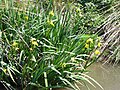 Iris pseudacorus (Yellow iris / Lirios amarillos)