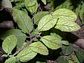 Mentha-x-verticillata